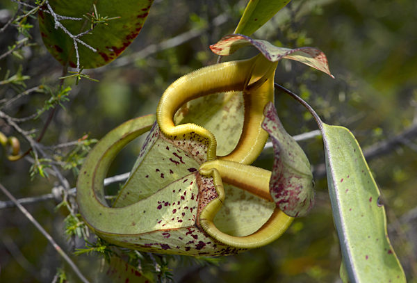Kannenpflanze, Nepenthes rafflesiana, Nepenthes rafflesiana, pitcher plant
