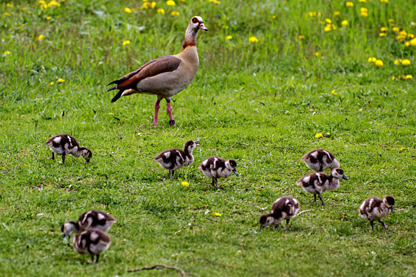 Nilgans, Nil-Gans, Alopochen aegyptiacus, Egyptian goose