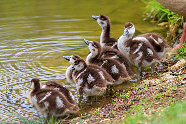 Nilgans, Nil-Gans, Alopochen aegyptiacus, Egyptian goose