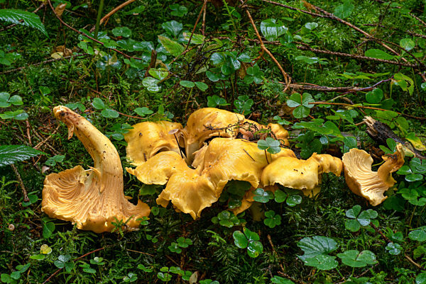 Echter Pfifferling, Eierschwamm, Reherl, Cantharellus cibarius, chanterelle