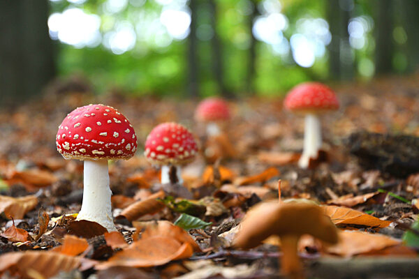 Fliegenpilz, Amanita muscaria, fly agaric