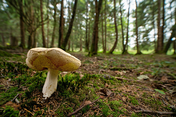 Steinpilz, Stein-Pilz, Fichten-Steinpilz, Fichtensteinpilz, Edelpilz, Edel-Pilz, Herrenpilz, Herren-Pilz, Boletus edulis, Penny bun, Cep, Porcino, Bun mushroom