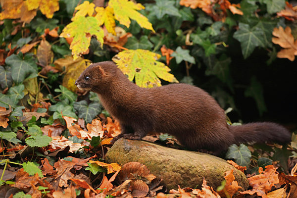 Europaeischer Nerz, Nerz, Mustela lutreola, European mink