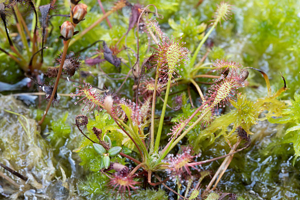 Mittlerer Sonnentau, Drosera intermedia, long-leaved sundew, oblong-leaved sundew, spoon-leaved sundew