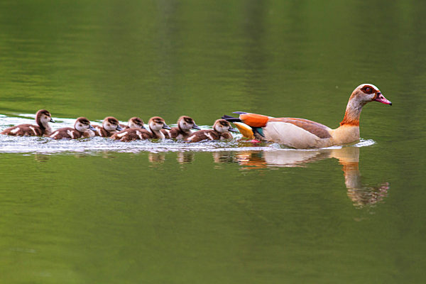 Nilgans, Nil-Gans, Alopochen aegyptiacus, Egyptian goose