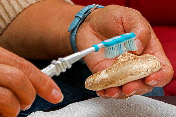 Birkenpilz, Birken-Pilz, Gemeiner Birkenpilz, Birkenroehrling, Birken-Roehrling, Kapuziner, Geisspilz, Geiss-Pilz, Leccinum scabrum, brown birch bolete, brown birch bolete