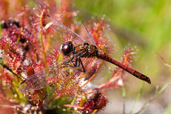 Blutrote Heidelibelle, Sympetrum sanguineum, Ruddy sympetrum, Ruddy darter