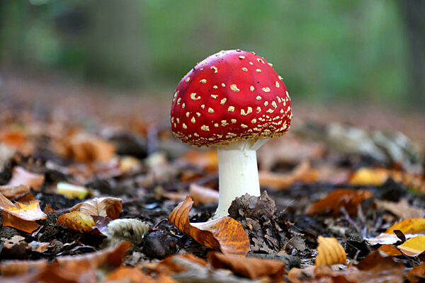Fliegenpilz, Amanita muscaria, fly agaric