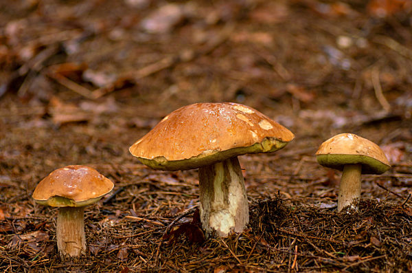 Steinpilz, Stein-Pilz, Fichten-Steinpilz, Fichtensteinpilz, Edelpilz, Edel-Pilz, Herrenpilz, Herren-Pilz, Boletus edulis, Penny bun, Cep, Porcino, Bun mushroom