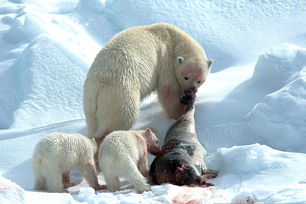 Eisbaer, Ursus maritimus, polar bear