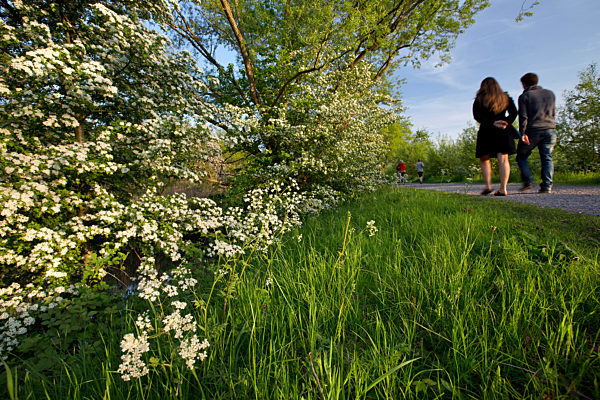 Eingriffeliger Weissdorn, Eingriffliger Weissdorn, Weissdorn, Weiss-Dorn, Crataegus monogyna, common hawthorn, singleseed hawthorn, English hawthorn