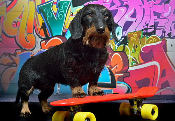 Rauhhaardackel, Rauhhaar-Dackel, Rauhaardackel, Rauhaar-Dackel, Rauhhaarteckel, Rauhaarteckel, Rauhaar-Teckel, Rauhhaar-Teckel, Teckel, Dachshund, Canis lupus f. familiaris, Wire-haired Dachshund, Wire-haired sausage dog, domestic dog