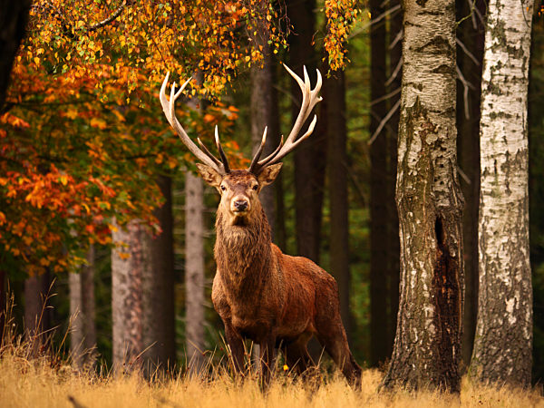 Rothirsch, Rot-Hirsch, Edelhirsch, Edel-Hirsch, Rotwild, Rot-Wild, Cervus elaphus, red deer