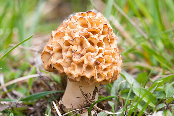 Speisemorchel, Speise-Morchel, Rundmorchel, Rund-Morchel, Morchella esculenta, Morellus esculentus, common morel, morel, yellow morel, true morel, morel mushroom, sponge morel