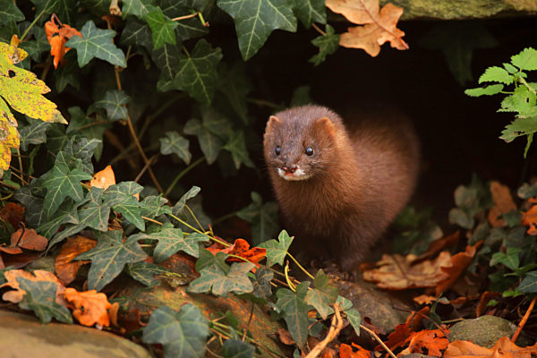 Europaeischer Nerz, Nerz, Mustela lutreola, European mink