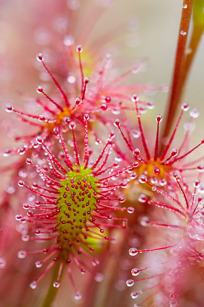 Mittlerer Sonnentau, Drosera intermedia, long-leaved sundew, oblong-leaved sundew, spoon-leaved sundew