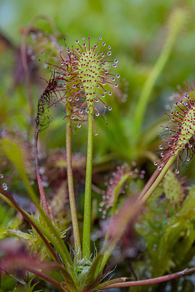 Mittlerer Sonnentau, Drosera intermedia, long-leaved sundew, oblong-leaved sundew, spoon-leaved sundew