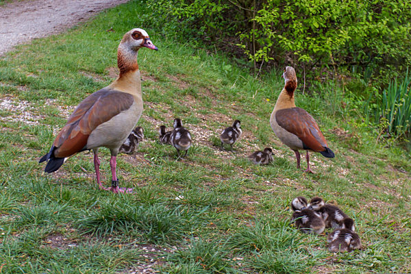 Nilgans, Nil-Gans, Alopochen aegyptiacus, Egyptian goose