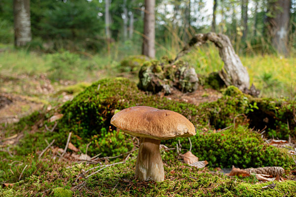 Steinpilz, Stein-Pilz, Fichten-Steinpilz, Fichtensteinpilz, Edelpilz, Edel-Pilz, Herrenpilz, Herren-Pilz, Boletus edulis, Penny bun, Cep, Porcino, Bun mushroom