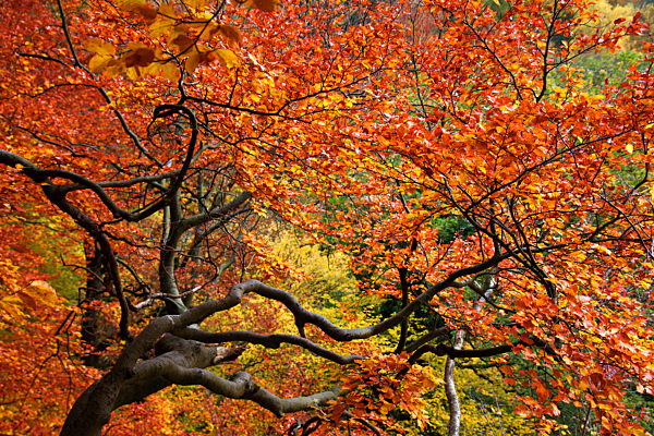 Rotbuche, Rot-Buche, Buche, Fagus sylvatica, common beech