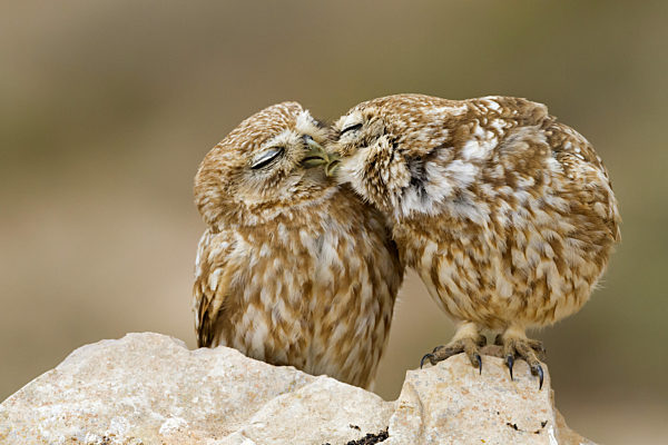 Sahara-Steinkauz, Saharasteinkauz, Athene noctua saharae, Athene saharae, Saharian little owl