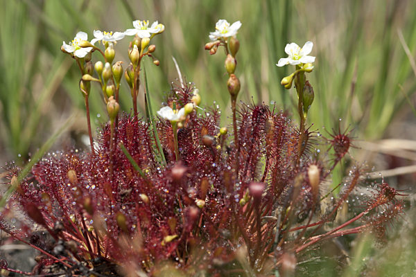 Mittlerer Sonnentau, Drosera intermedia, long-leaved sundew, oblong-leaved sundew, spoon-leaved sundew