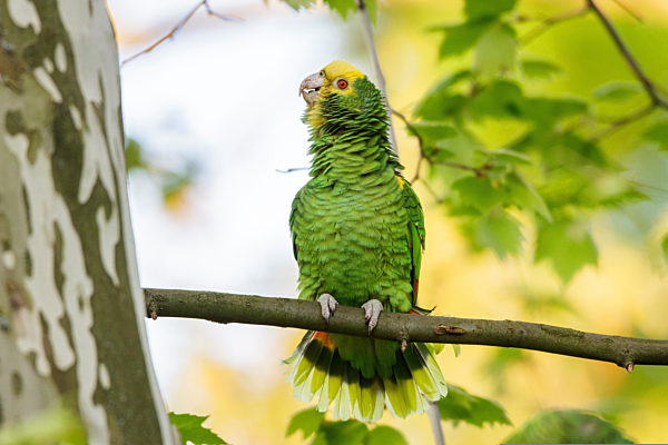 Gelbkopfamazone, Gelbkopf-Amazone, Amazona oratrix, yellow-headed amazon, yellow-headed parrot, double yellow-headed amazon