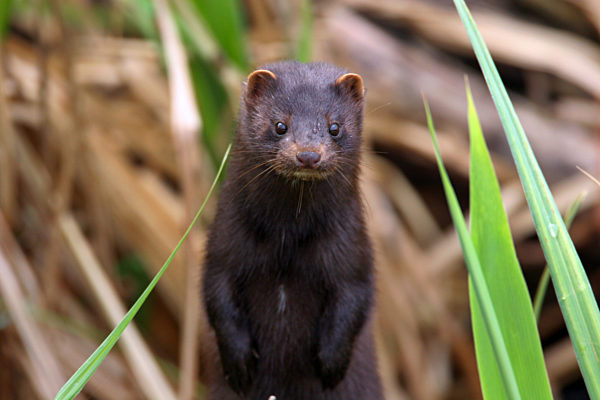 Amerikanischer Nerz, Mink, Nerz, Mustela vison, Neovison vison, American mink, mink