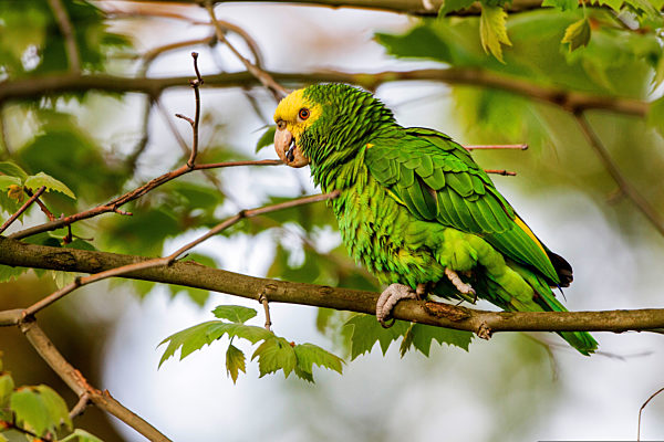 Gelbkopfamazone, Gelbkopf-Amazone, Amazona oratrix, yellow-headed amazon, yellow-headed parrot, double yellow-headed amazon
