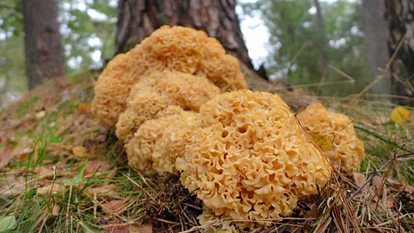 Krause Glucke, Fette Henne, Sparassis crispa, wood cauliflower, cauliflower mushroom