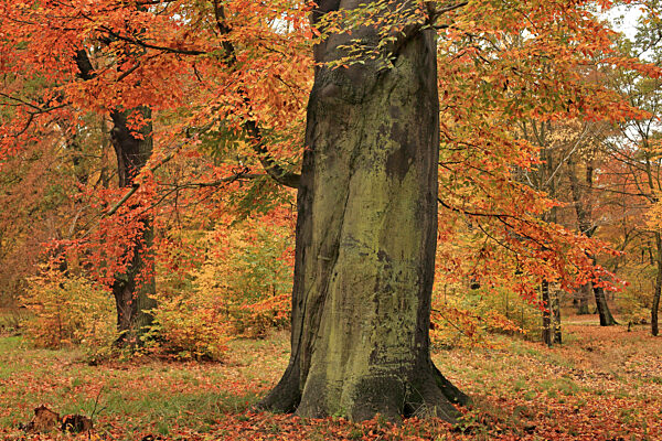 Rotbuche, Rot-Buche, Buche, Fagus sylvatica, common beech
