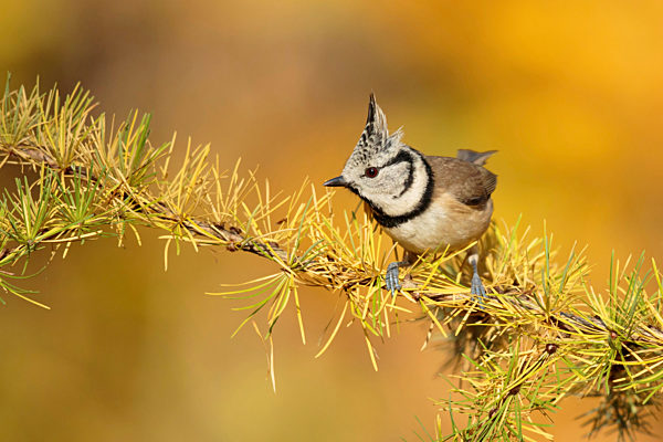 Haubenmeise, Hauben-Meise, Parus cristatus, Lophophanes cristatus, crested tit