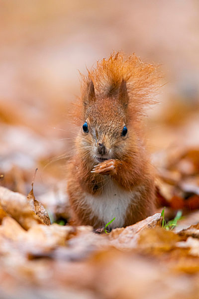 Europaeisches Eichhoernchen, Eurasisches Eichhoernchen, Eichhoernchen, Sciurus vulgaris, European red squirrel, Eurasian red squirrel