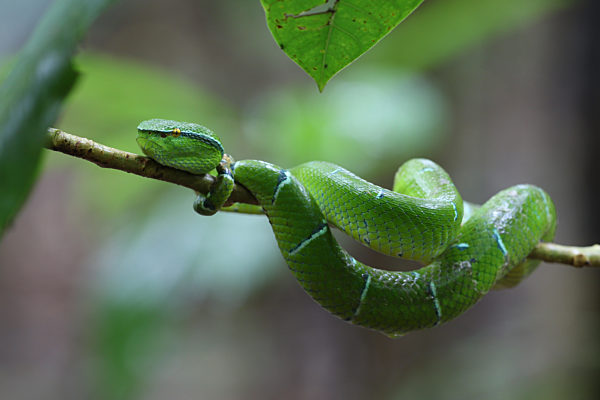 Waglers Lanzenotter, Trimeresurus wagleri, Tropidolaemus wagleri, Wagler's pit viper, Wagler's palm viper