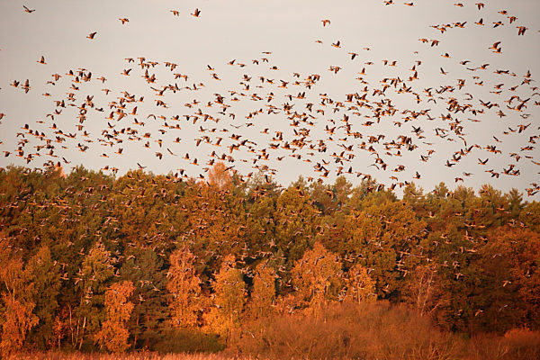 Graugans, Grau-Gans, Anser anser, greylag goose