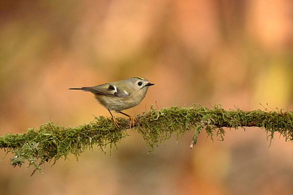 Wintergoldhaehnchen, Winter-Goldhaehnchen, Regulus regulus, goldcrest