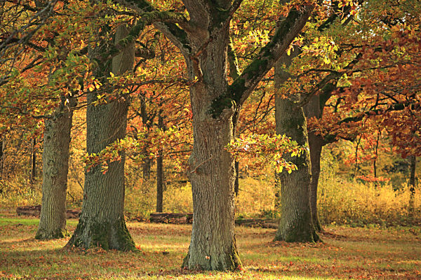 Eichenwald m Herbst, oak forest in autumn