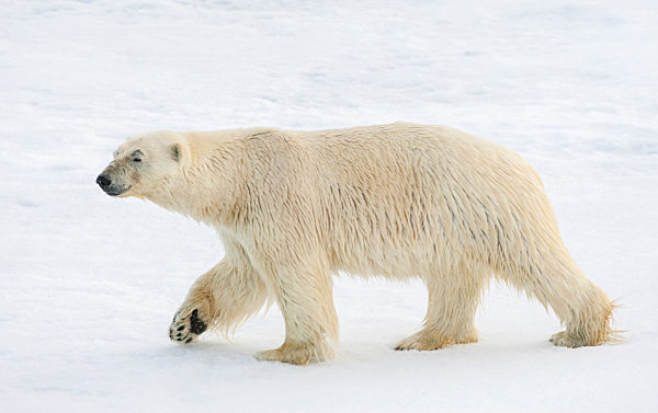 Eisbaer, Ursus maritimus, polar bear
