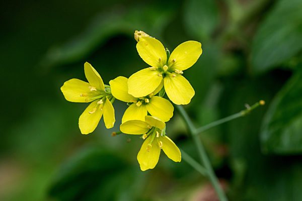 Oel-Rauke, Oelrauke, Saat-Oelrauke, Rucola, Rukola, Raukelkohl, Senfkohl, Arugula, Eruca sativa, rocket salad