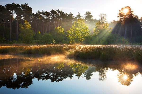Sonnenaufgang im Naturschutzgebiet Houterenberg-Pinnekenswijer, nature reserve Houterenberg-Pinnekenswijer at sunrise