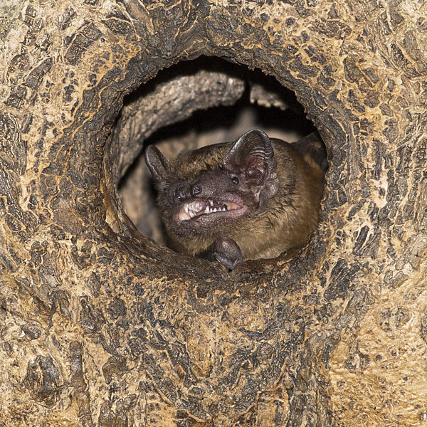 Abendsegler, Grosser Abendsegler, Nyctalus noctula, noctule