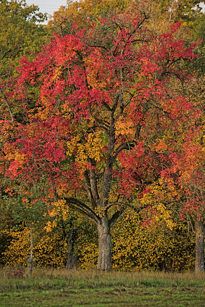 Kultur-Birne, Kulturbirne, Birne, Birnbaum, Birnenbaum, Pyrus communis, Common pear