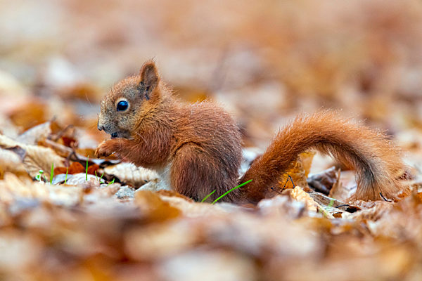 Europaeisches Eichhoernchen, Eurasisches Eichhoernchen, Eichhoernchen, Sciurus vulgaris, European red squirrel, Eurasian red squirrel