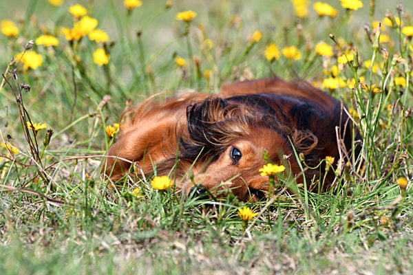 Langhaardackel, Langhaar-Dackel, Langhaarteckel, Langhaar-Teckel, Teckel, Dachshund, Canis lupus f. familiaris, Long-haired Dachshund, Long-haired sausage dog, domestic dog
