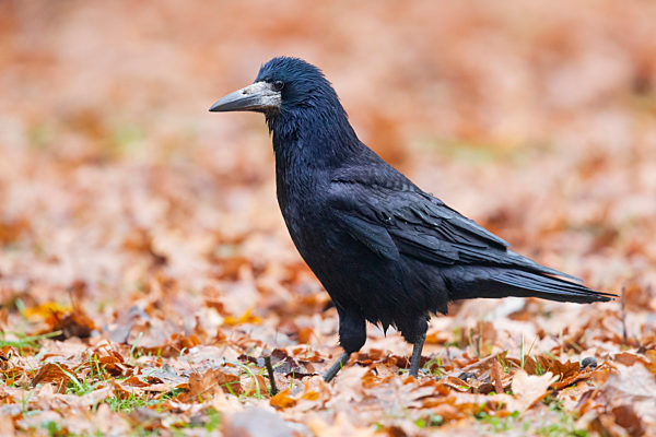 Saatkraehe, Saat-Kraehe, Corvus frugilegus, rook