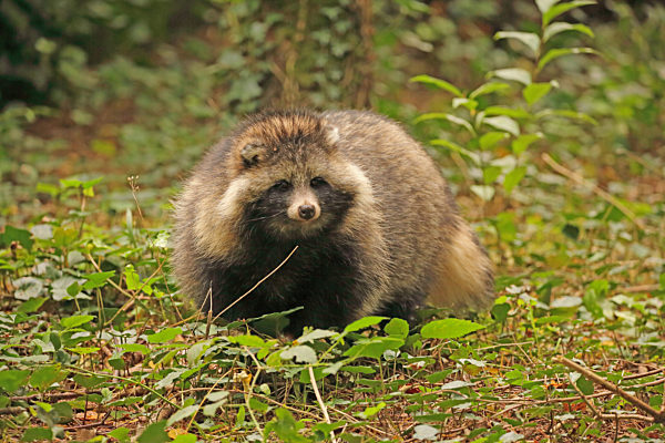 Marderhund, Enok, Seefuchs, Obstfuchs, Tanuki, Nyctereutes procyonoides, raccoon dog