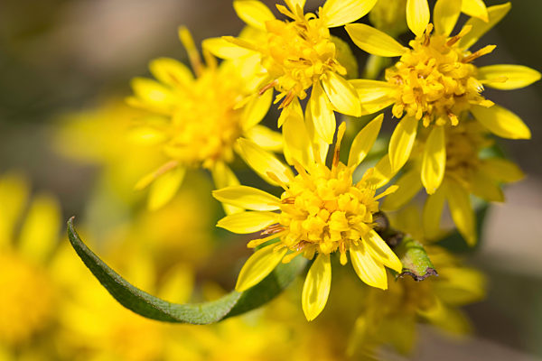 Gemeine Goldrute, Echte Goldrute, Gewoehnliche Goldrute, Solidago virgaurea, goldenrod, golden rod