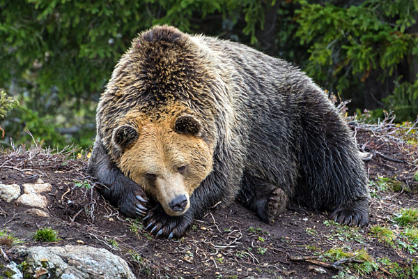 Europaeischer Braunbaer, Braunbaer, Braun-Baer, Ursus arctos arctos, European brown bear
