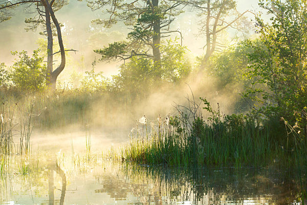 Morgennebel im Naturschutzgebiet Buitengoor-Meergoor bei Sonnenaufgang, Fog in the Buitengoor-Meergoor nature reserve at sunrise