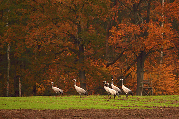 Kranich, Graukranich, Grau-Kranich, Grauer Kranich, Eurasischer Kranich, Grus grus, Common crane, Eurasian Crane